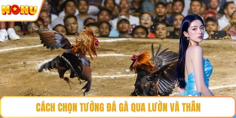 Cách chọn tướng đá gà qua lườn và thân