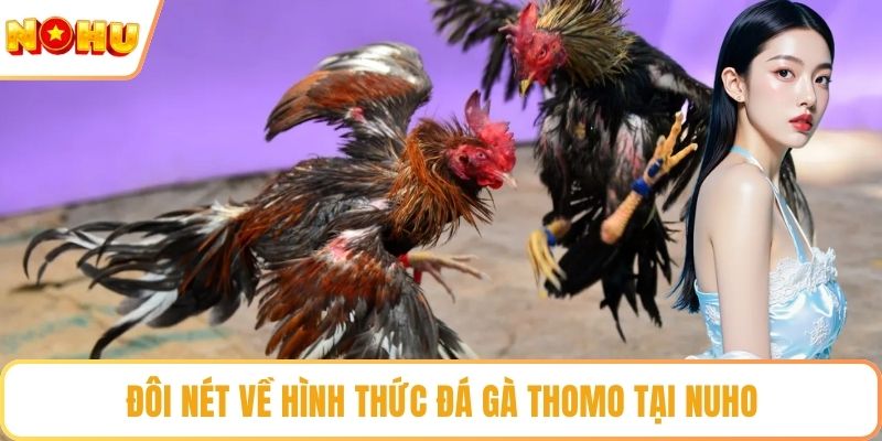Đôi nét về hình thức đá gà Thomo tại NUHO