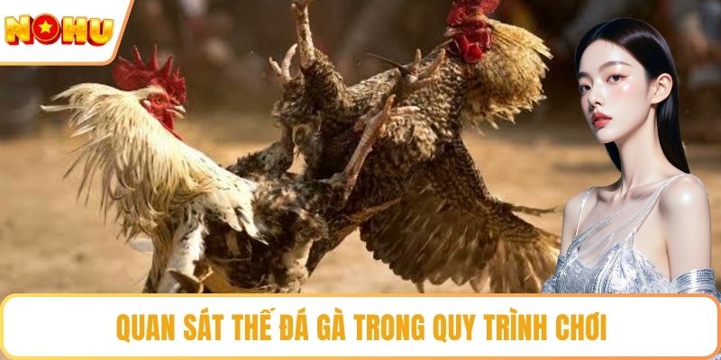 Quan sát thế đá gà trong quy trình chơi