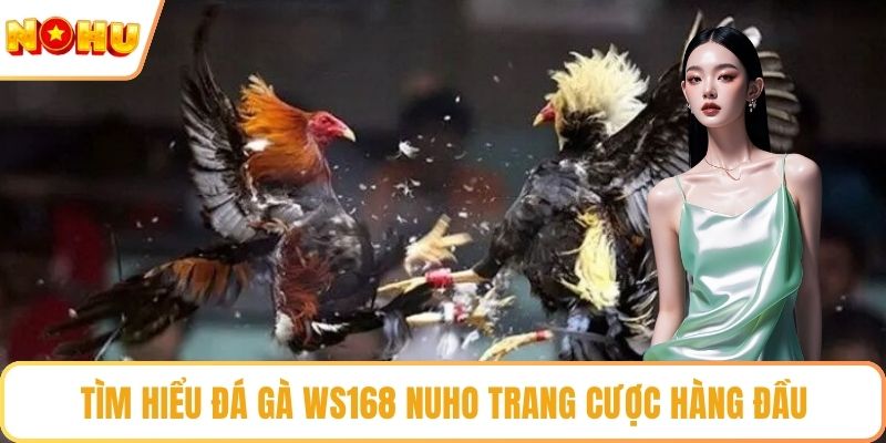 Tìm hiểu đá gà WS168 NUHO trang cược hàng đầu